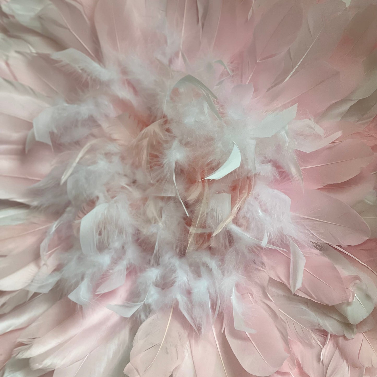 Blanc Rose