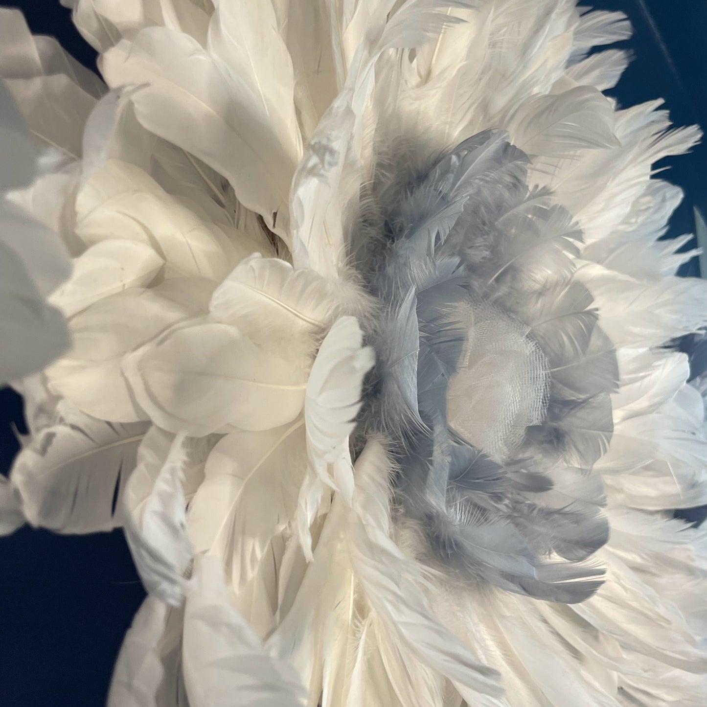 Voile de Plumes